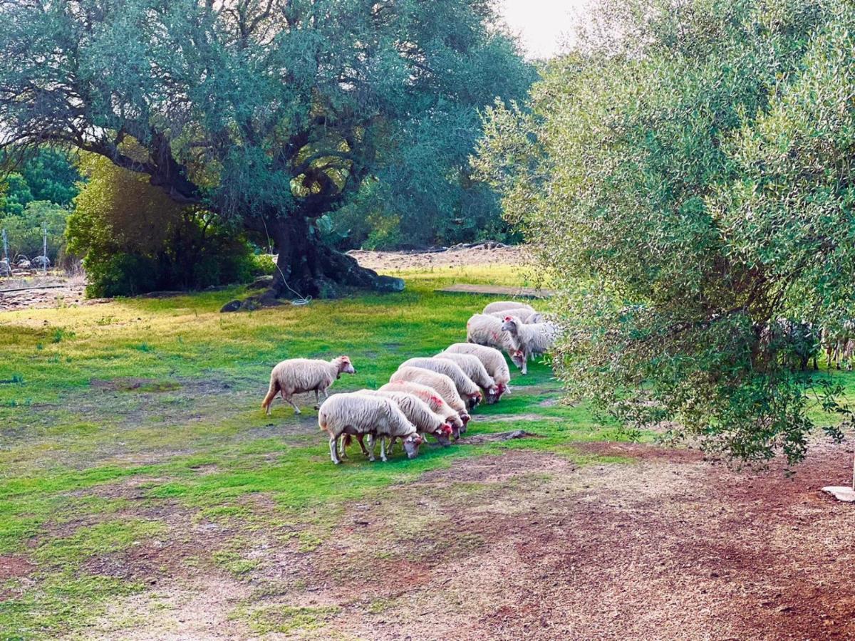 Agriturismo Conca' E Janas Dorgali Kültér fotó